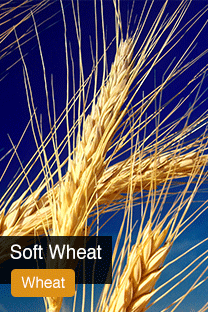 Product Soft Wheat Yellowrock