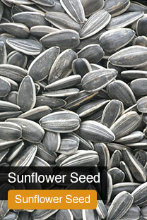 Product Sunflower Seeds Yellowrock